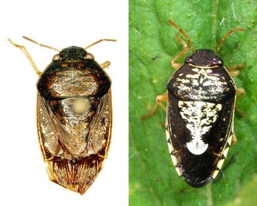 Menida maculiventris